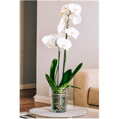 Doniczka na storczyki