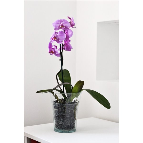 Osłonka na storczyka