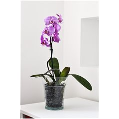 Osłonka na storczyka