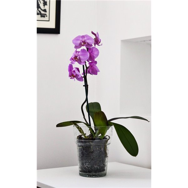 Osłonka na storczyk