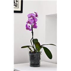 Osłonka na storczyk